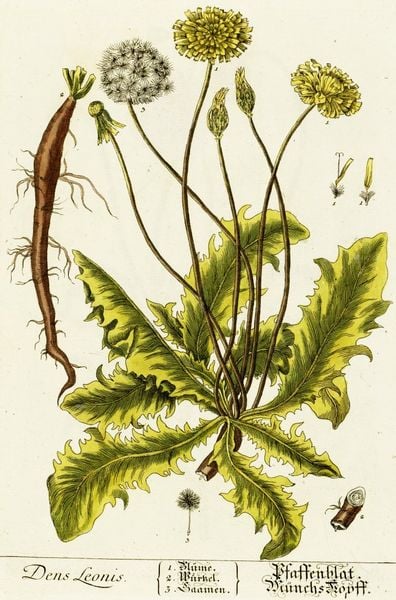396px-Dandelion_Blackwell_0136